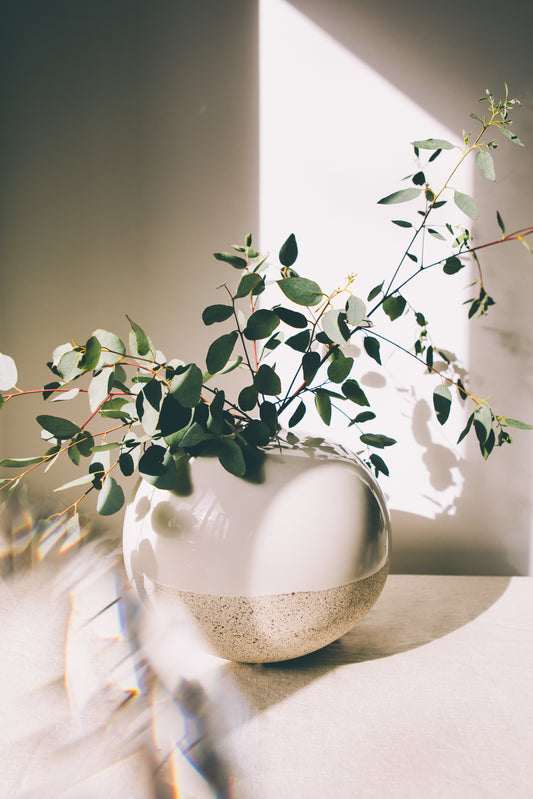 Embracing Eucalyptus: A Love Affair with Nature's Gift